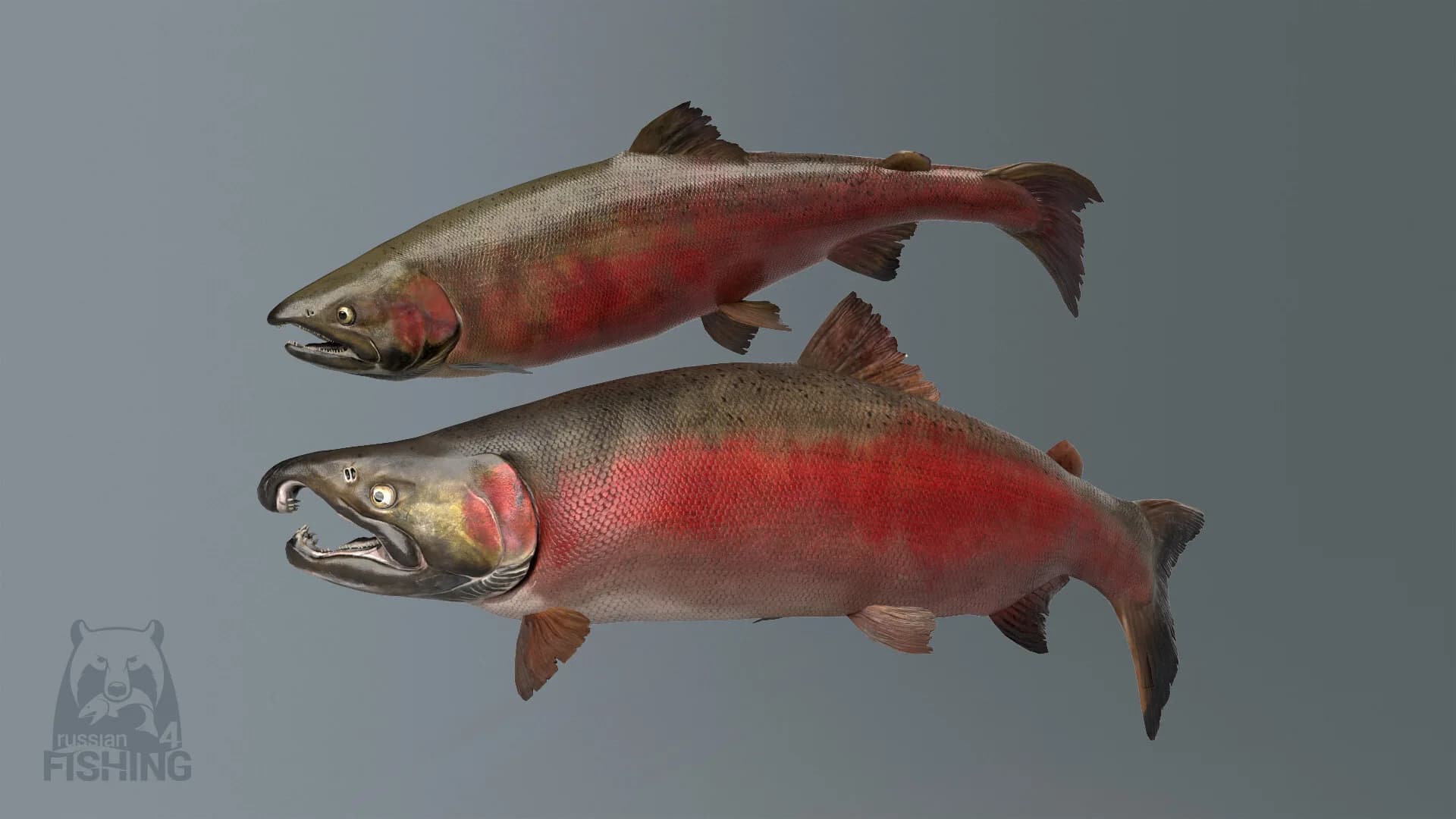 Russian Fishing 4 görsel 62