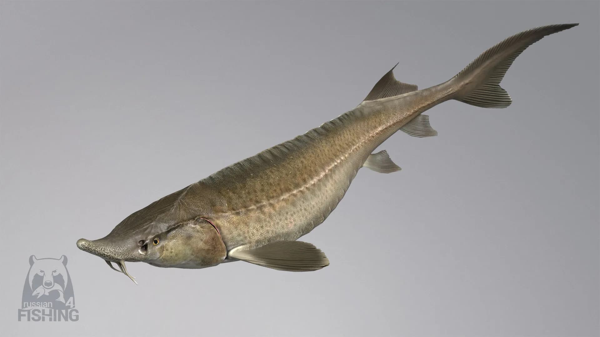 Russian Fishing 4 görsel 64
