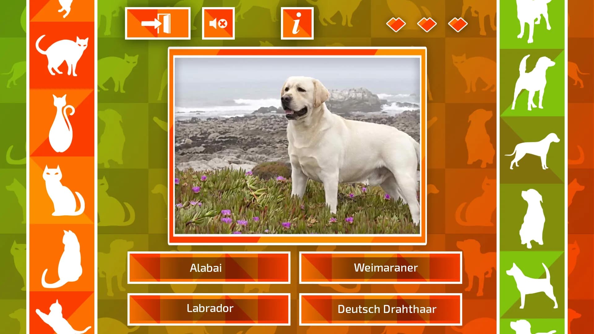 JQ: dogs & cats görsel 4